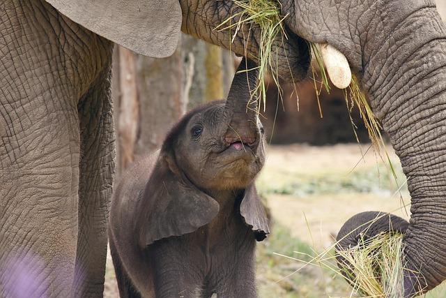 Community Engagement: Empowering Local Voices in Wildlife Protection