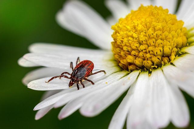 Research Methodologies: Advanced Techniques ⁢in Tick Sampling⁤ and ⁣Genotyping