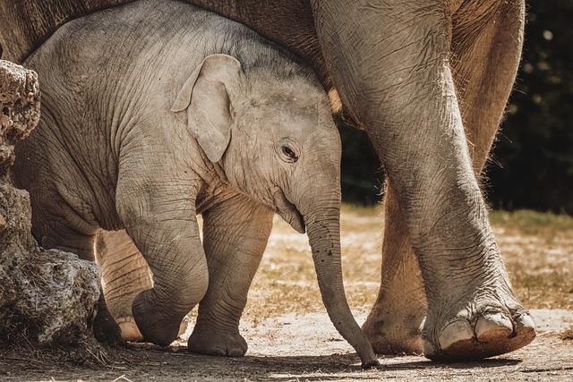 Recommendations for Balancing Wildlife Protection and Human safety