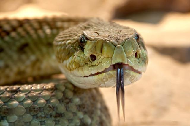 Conservation Efforts and future challenges for the Central American Rattlesnake