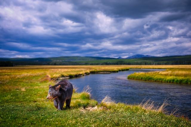 Analyzing National Trends in Relation to Montana's Political Dynamics