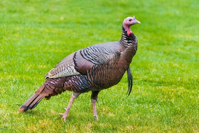 The Tradition of Airdropping Turkeys in Alaska: A Historical perspective