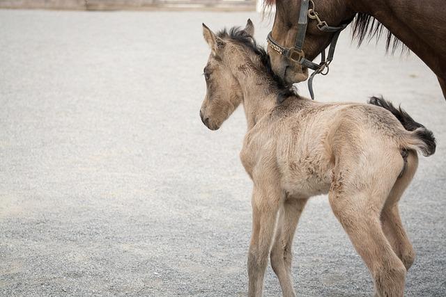 Innovative Breeding Programs: A Key to Reviving the Species