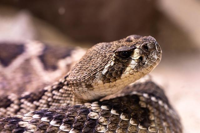 The Ecological Significance of Rattlesnakes in Costa Rican Ecosystems