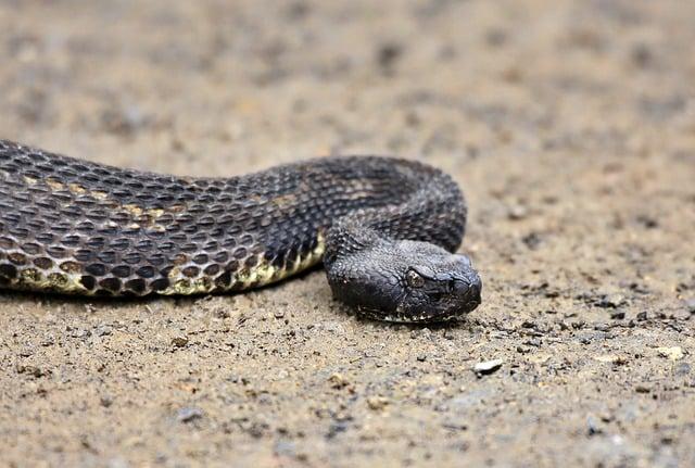 Understanding the Central American Rattlesnake and Its Habitat