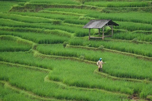 Impact on Agriculture and Food Security