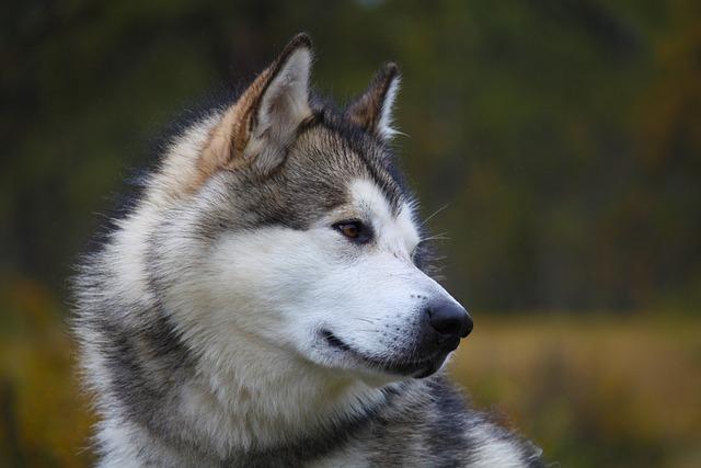 Recommendations for a Collaborative Approach to Preserve Alaskan Identity and Heritage
