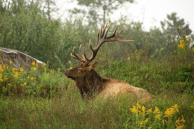 History of Elk in PA - Governor Tom Wolf
