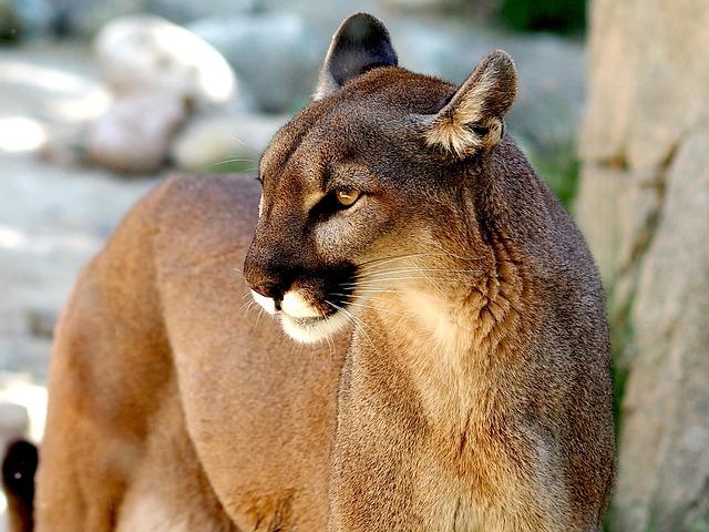 Future Directions for Puma Research and Ranch Management