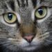 Iowa’s capitol library ranked among the most stunning in the US. Here’s when you can visit – The Des Moines Register