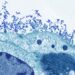 South Carolina flu spread still among worst in US as conditions improve elsewhere – WBTV