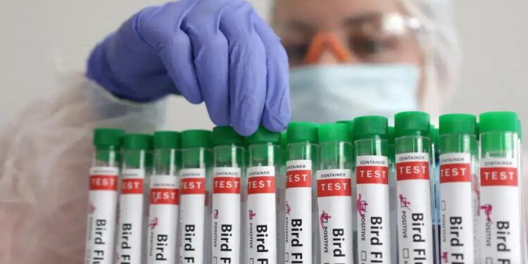 Louisiana reports first bird flu-related death in US – Reuters
