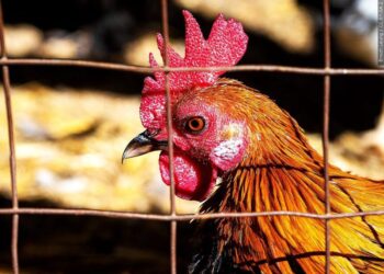First Bird Flu Death in U.S. Reported in Louisiana – The New York Times