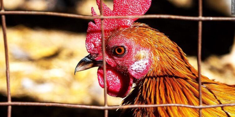 First Bird Flu Death in U.S. Reported in Louisiana – The New York Times