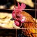 First Bird Flu Death in U.S. Reported in Louisiana – The New York Times