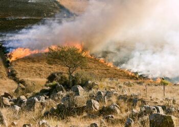 2020 North American Wildfire Season – Center for Disaster Philanthropy