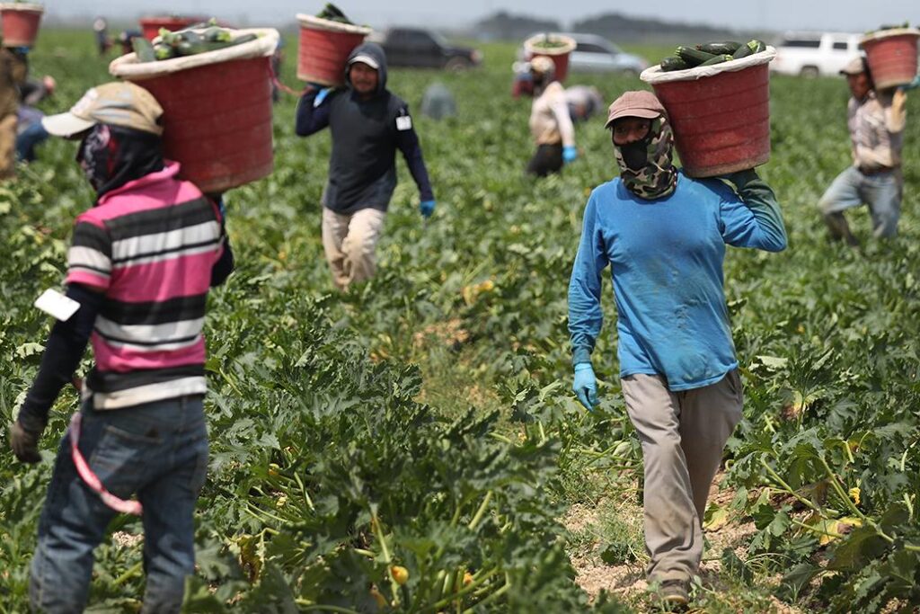 Immigrant Farmworkers and America’s Food Production – 5 Things to Know – FWD.us