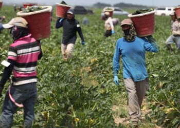 Immigrant Farmworkers and America’s Food Production – 5 Things to Know – FWD.us