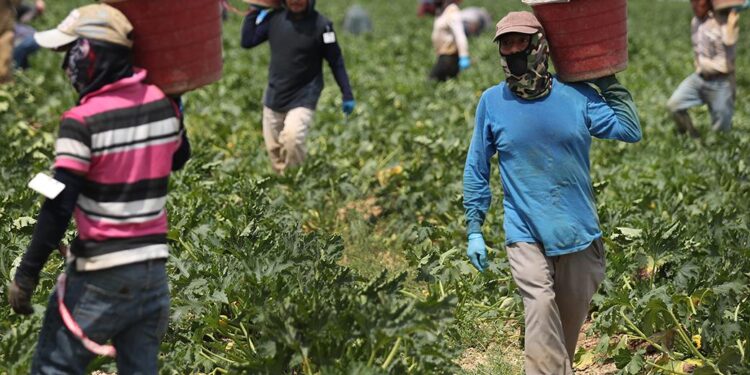 Immigrant Farmworkers and America’s Food Production – 5 Things to Know – FWD.us