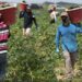 Immigrant Farmworkers and America’s Food Production – 5 Things to Know – FWD.us