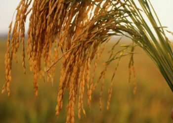 How Arkansas Rice Became the Heart of America’s Sake Revolution