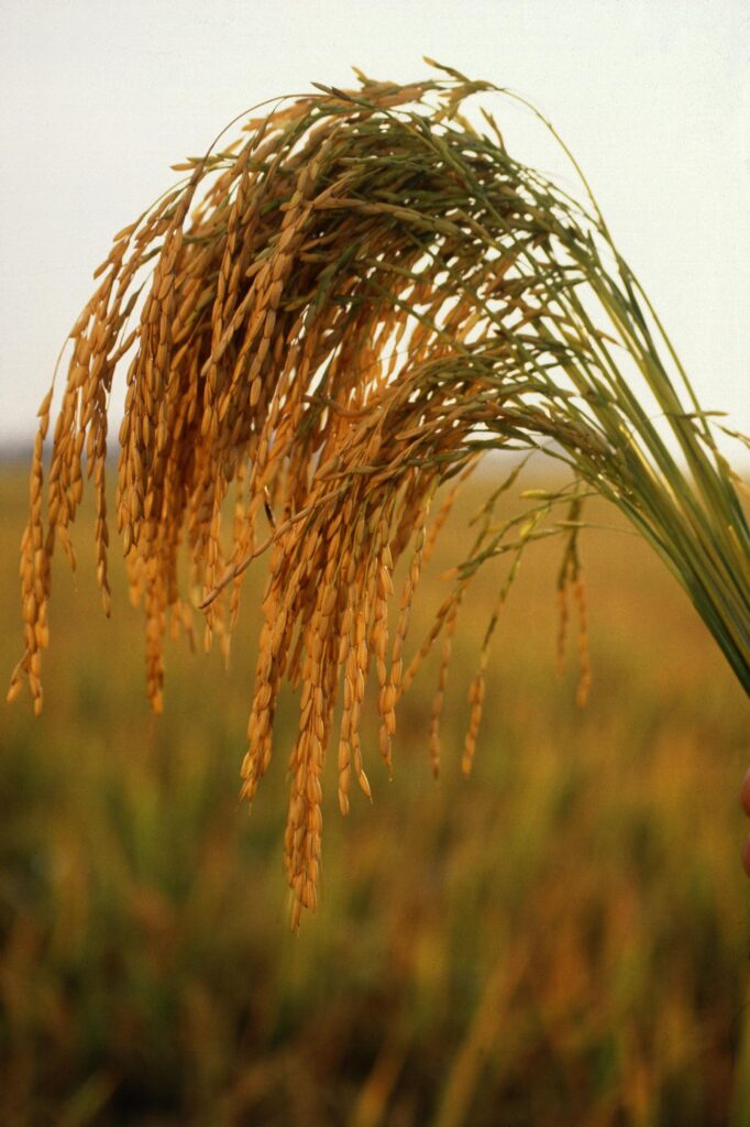 How Arkansas Rice Became the Heart of America’s Sake Revolution