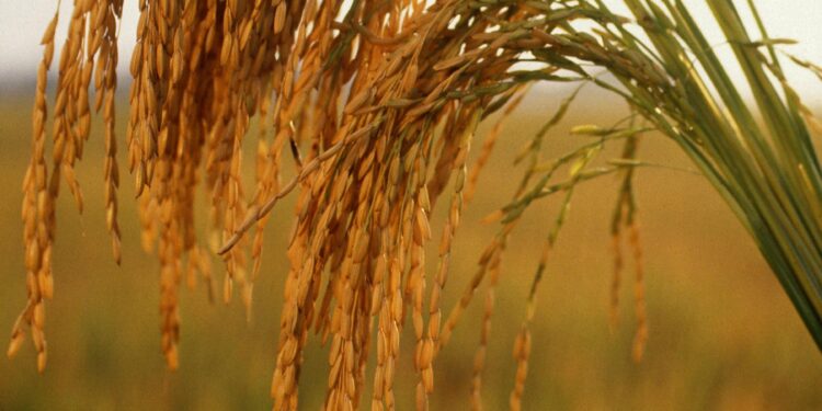 How Arkansas Rice Became the Heart of America’s Sake Revolution