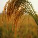 How Arkansas Rice Became the Heart of America’s Sake Revolution