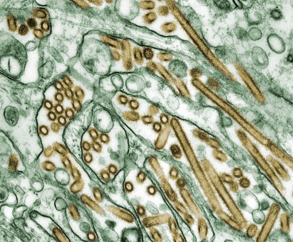 H5 Bird Flu: What You Need to Know About the Latest Outbreak