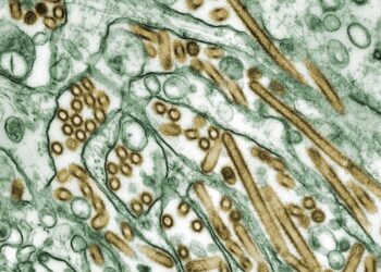 H5 Bird Flu: What You Need to Know About the Latest Outbreak