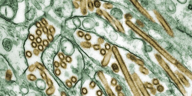 H5 Bird Flu: What You Need to Know About the Latest Outbreak