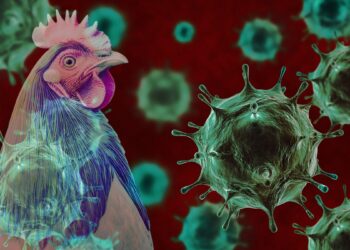 California Declares Emergency as US Faces First Severe Human Case of Bird Flu