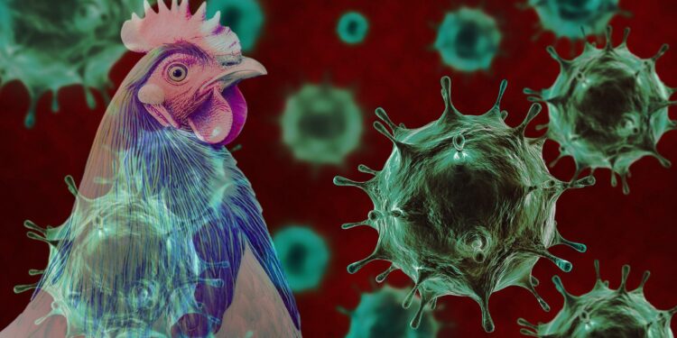 California Declares Emergency as US Faces First Severe Human Case of Bird Flu
