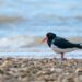 Florida Officially Renames Gulf of Mexico in Textbooks and Laws – Here’s When the Change Takes Effect!