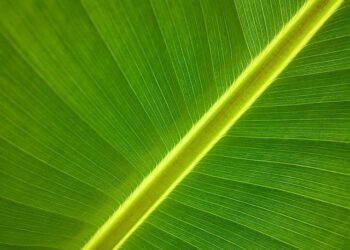 Ecuador Faces Worsening Banana Crisis as Devastating TR4 Disease Spreads