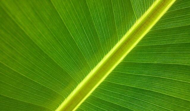 Ecuador Faces Worsening Banana Crisis as Devastating TR4 Disease Spreads