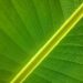 Ecuador Faces Worsening Banana Crisis as Devastating TR4 Disease Spreads