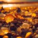 Ancient Cretaceous Amber from Ecuador Unveils Hidden Secrets of South America’s Gondwanan Forests