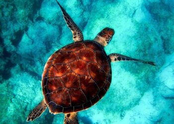10 Incredible Marine Animals You Can Easily Discover Along California’s Coast