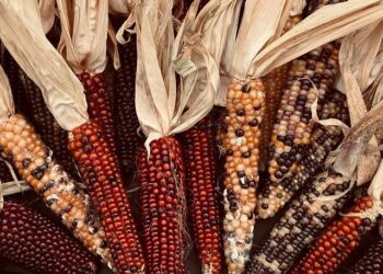 Uncovering the Surprising Origins of Thanksgiving: A Journey Back to George Washington
