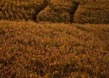 Arkansas Soybean Farmers Poised to Gain from China Deal, but Experts Warn of Upcoming Challenges