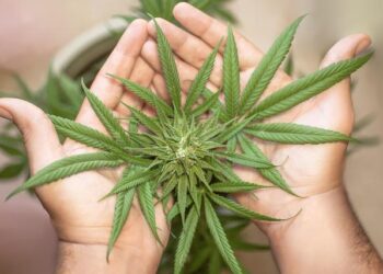 America Can No Longer Ignore Its Marijuana Problem