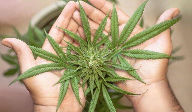 America Can No Longer Ignore Its Marijuana Problem