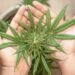 America Can No Longer Ignore Its Marijuana Problem