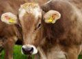 US and Ecuador Accused of Bombing Dairy Farm in Controversial Military Strike