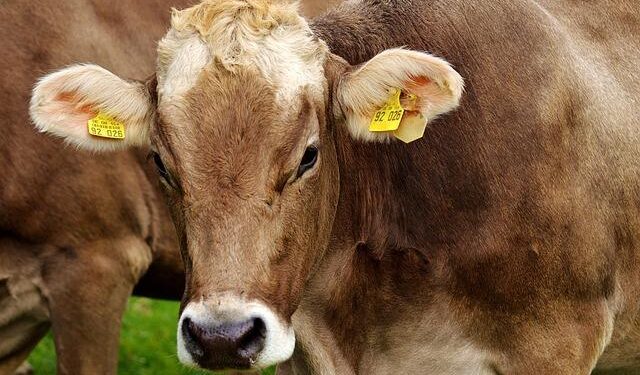 US and Ecuador Accused of Bombing Dairy Farm in Controversial Military Strike